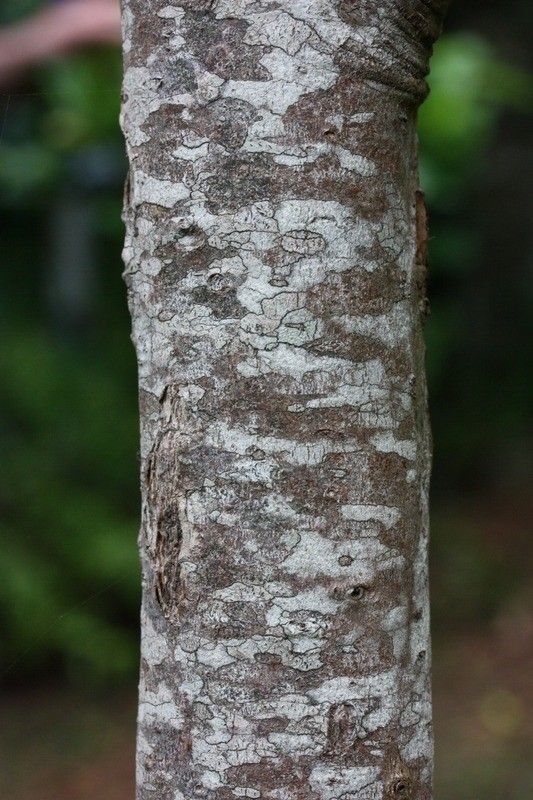 Ocotea obtusata bark