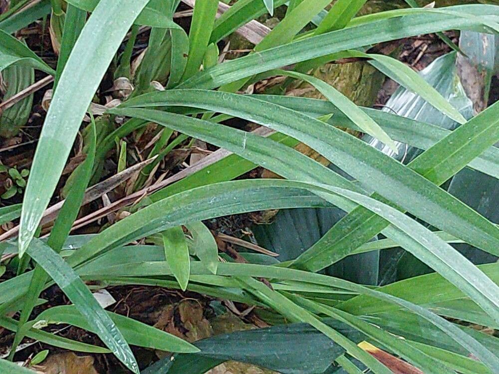 Coelogyne lactea — houseplant care guide