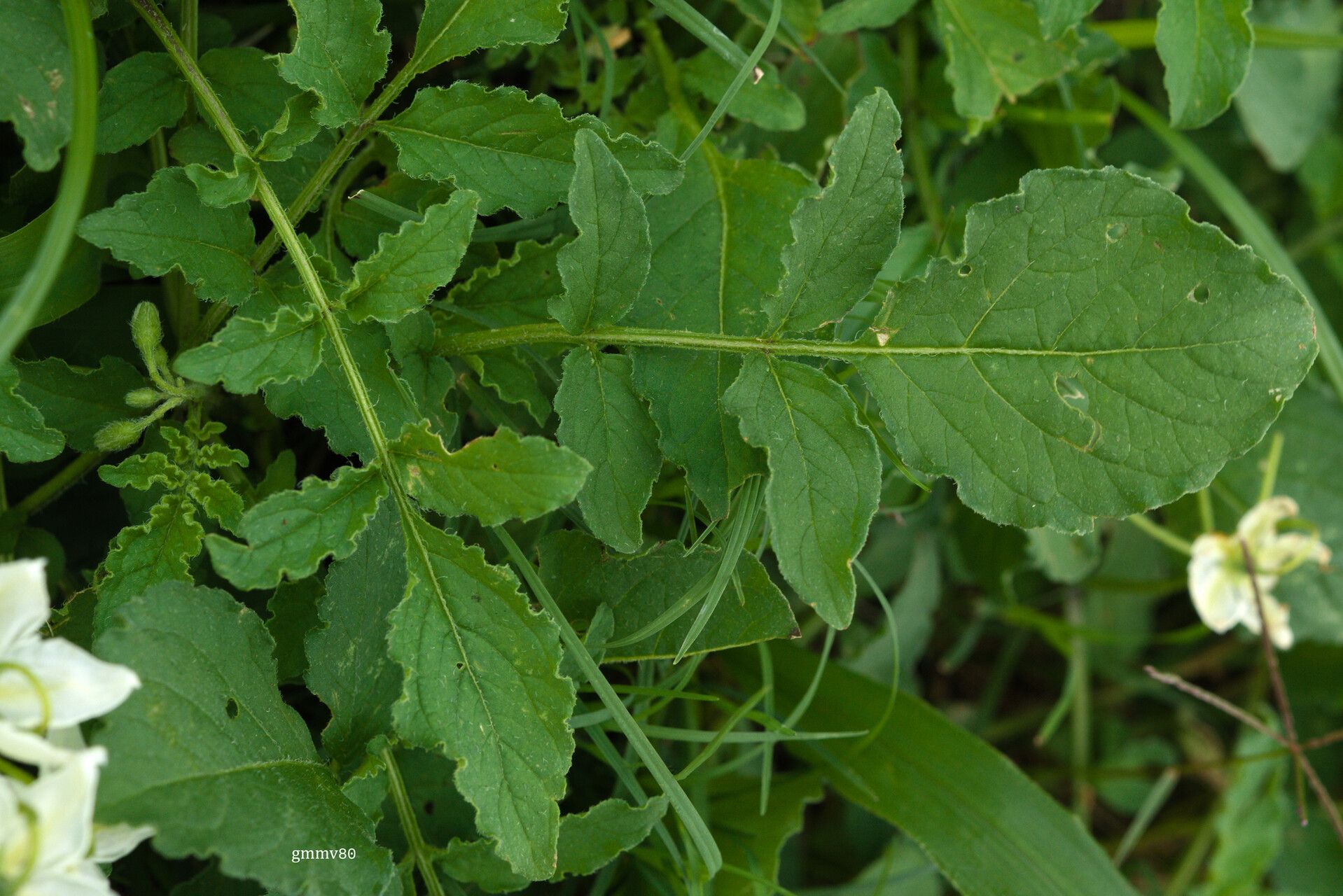 Solanum malmeanum — houseplant care guide