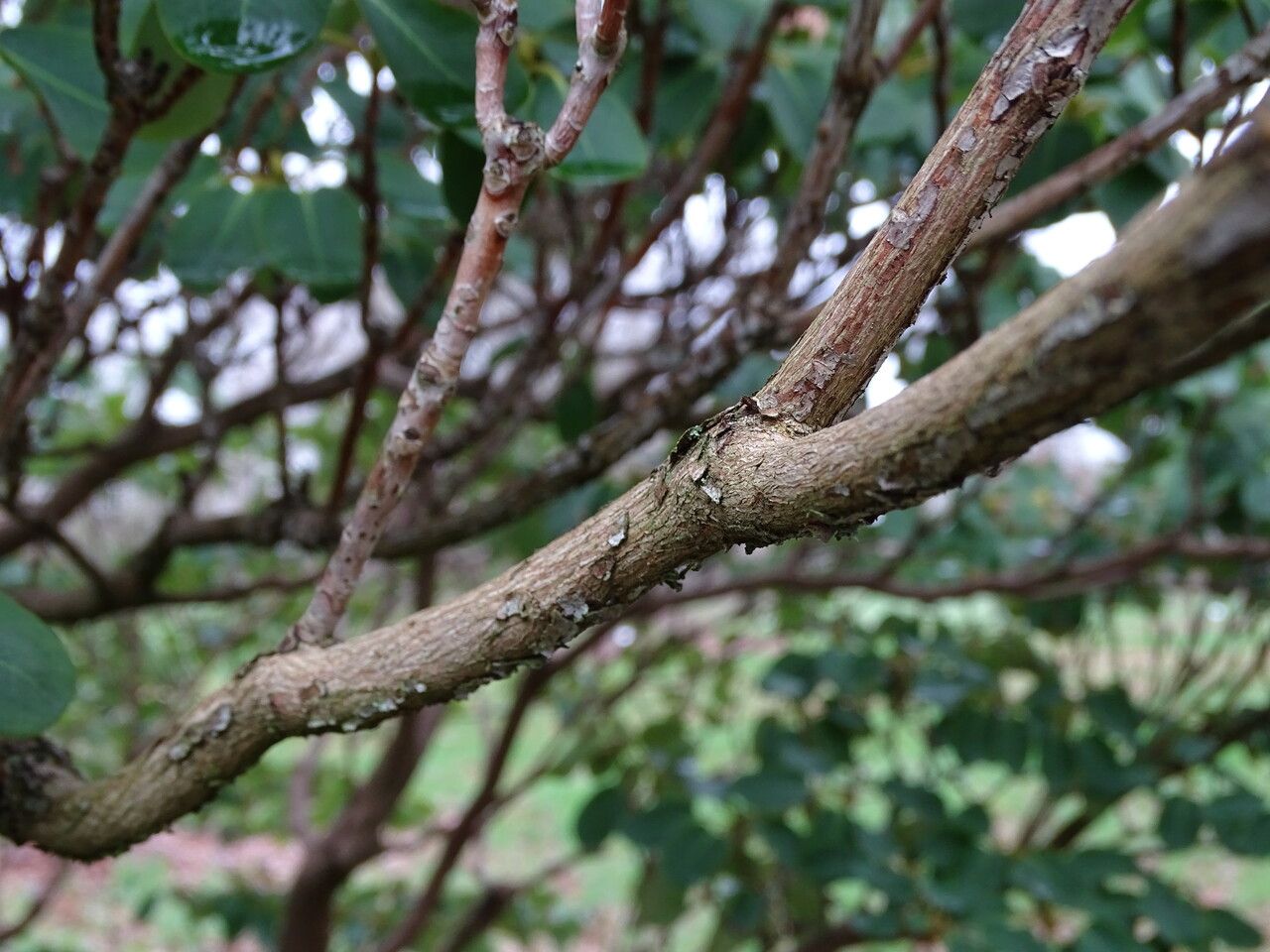 Rhododendron oreodoxa bark