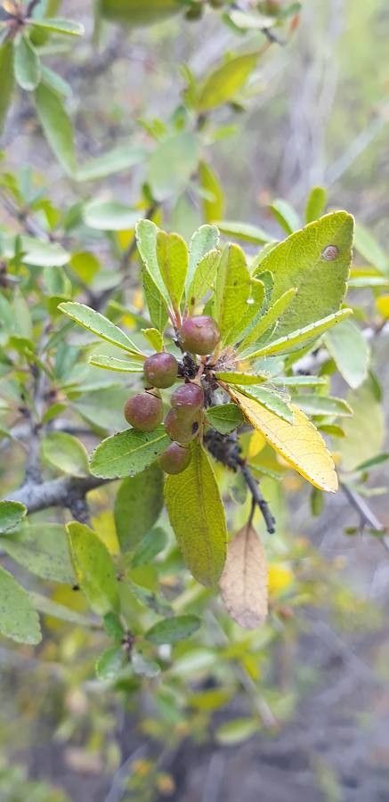 Rhamnus crenulata fruit