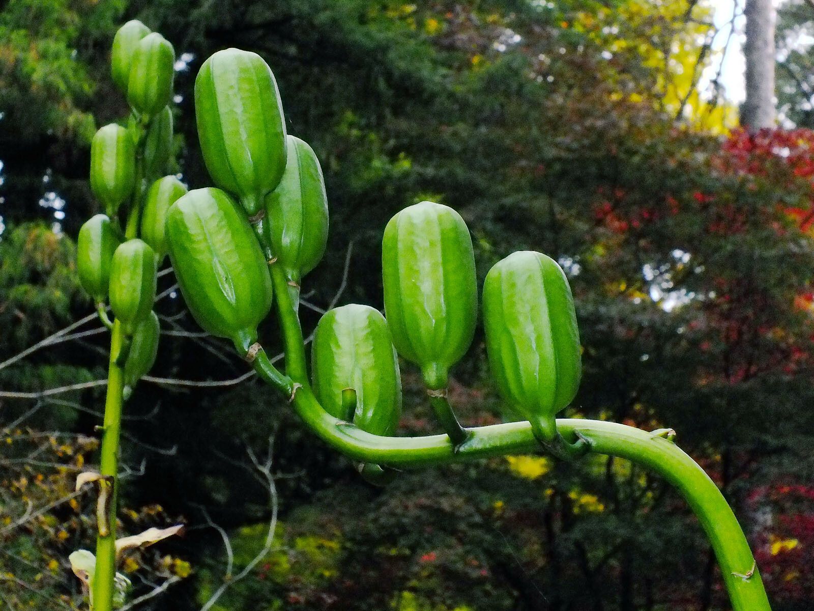 Cardiocrinum giganteum fruit