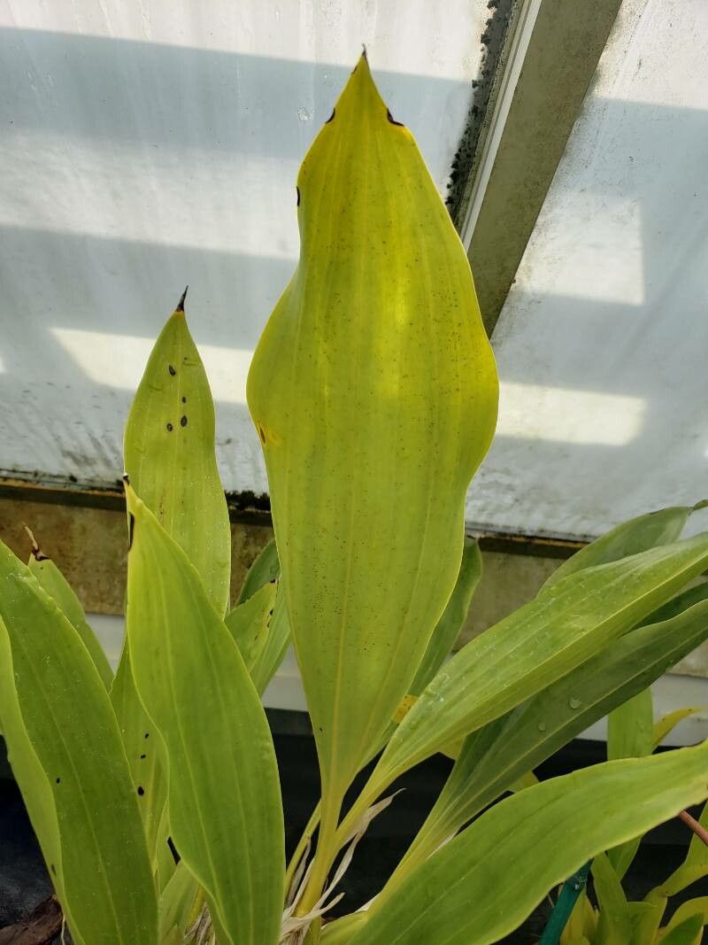 Gongora scaphephorus — search result for 'Gongora'