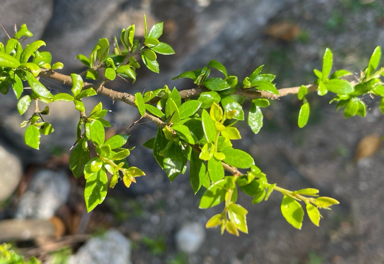 Xylosma bahamensis — related species from the same genus