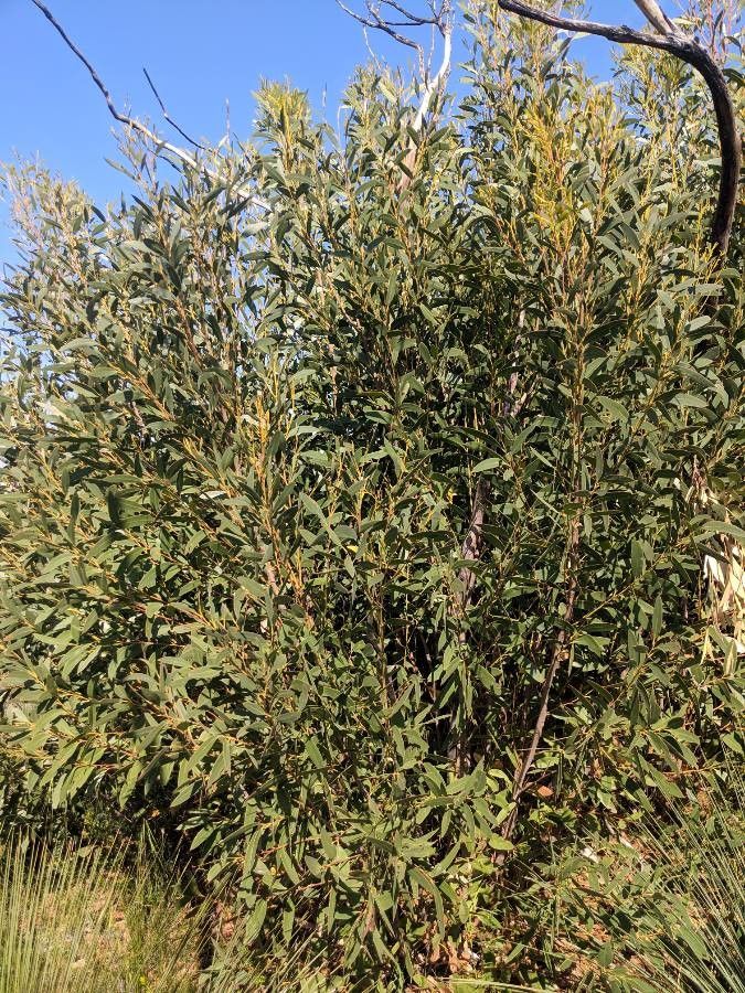 Eucalyptus burgessiana — houseplant care guide