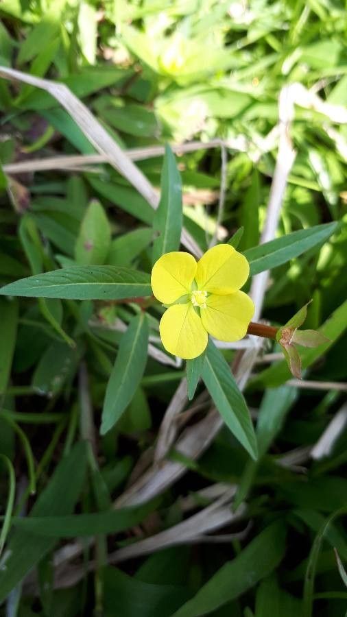 Ludwigia alternifolia