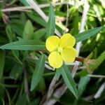 Ludwigia alternifolia