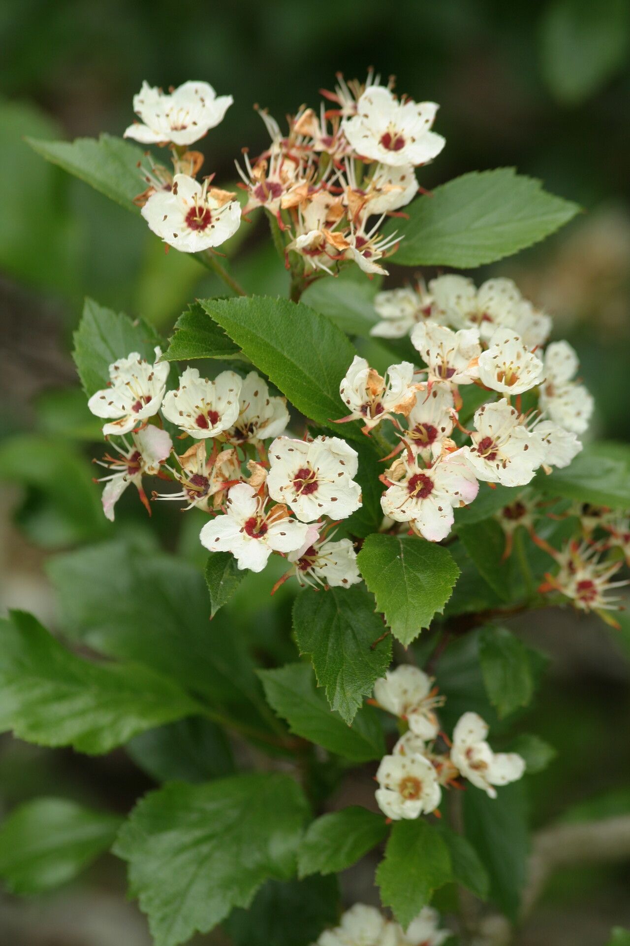 Crataegus baroussana — search result for 'Crataegus'