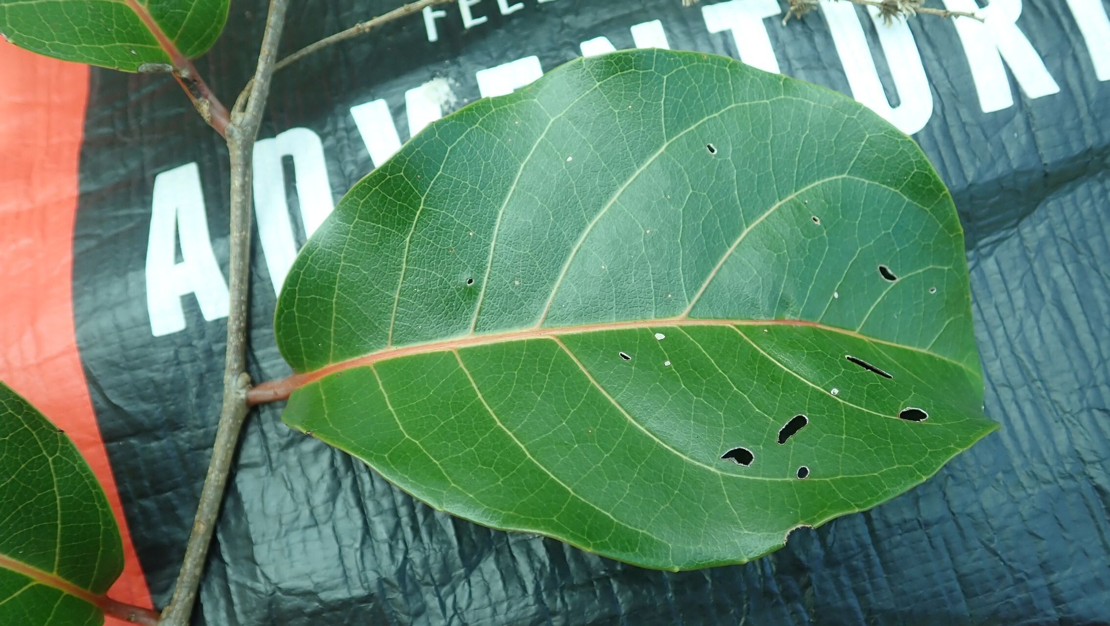 Homalium austrocaledonicum — houseplant care guide