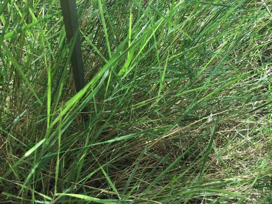 Brachypodium retusum — search result for 'Poaceae'