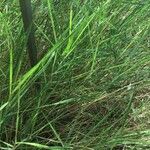 Brachypodium retusum