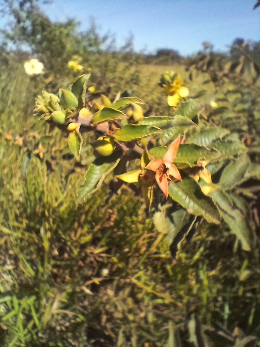 Ludwigia tomentosa other