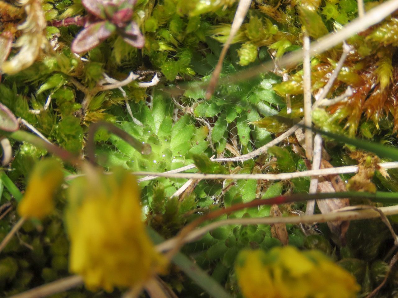 Draba aizoides — related species from the same genus