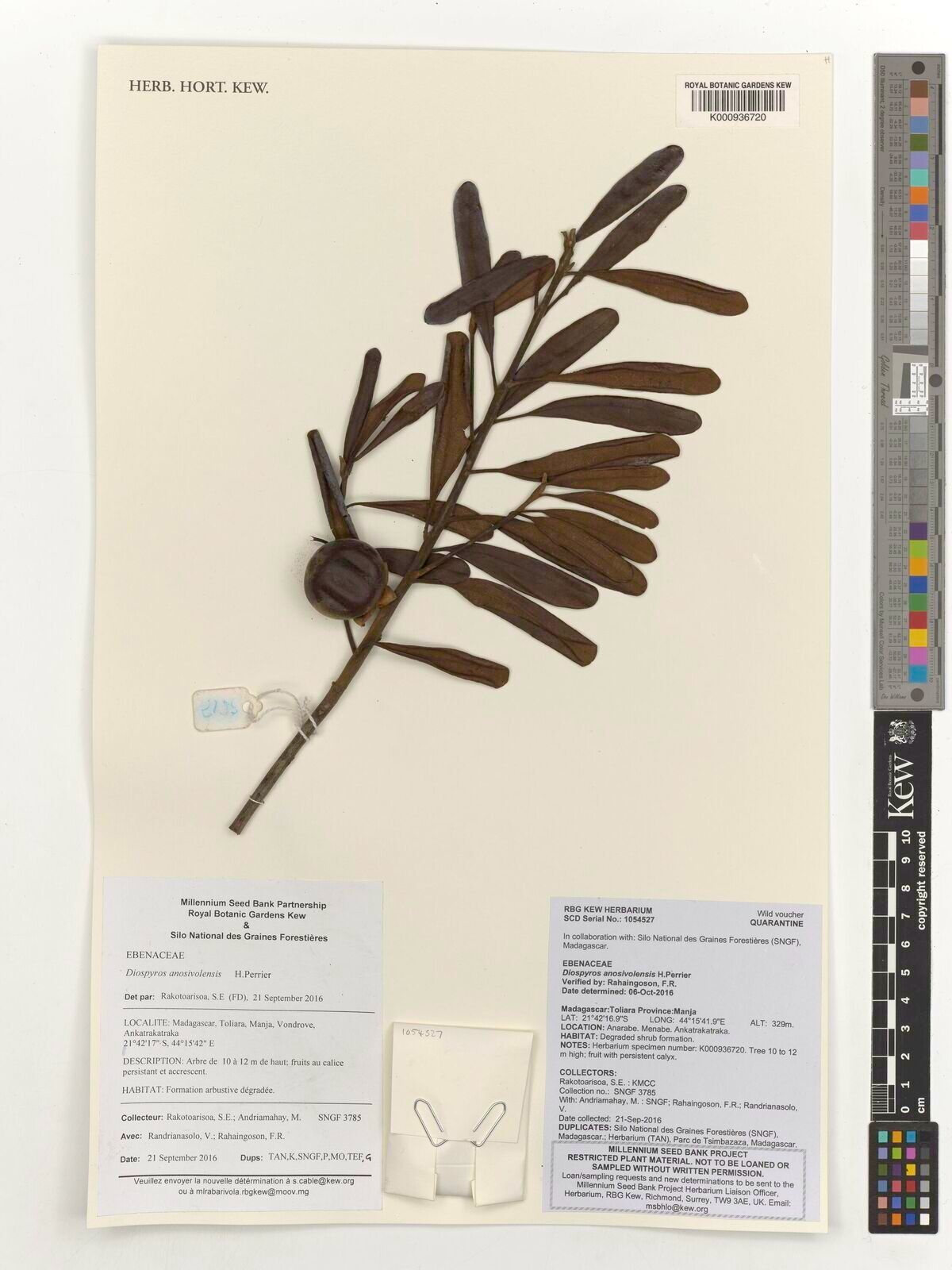 Diospyros anosivolensis — houseplant care guide