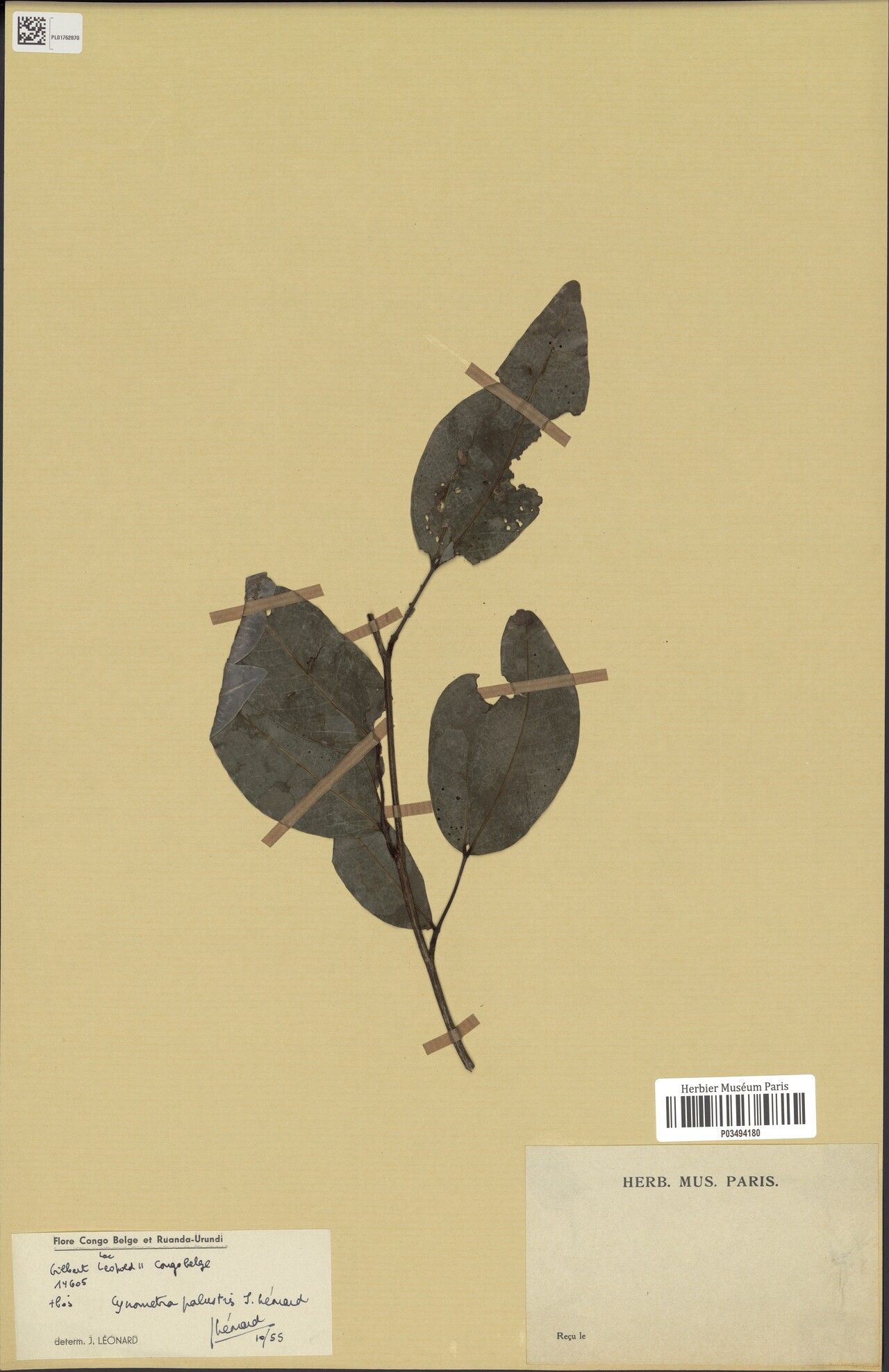 Cynometra palustris — houseplant care guide