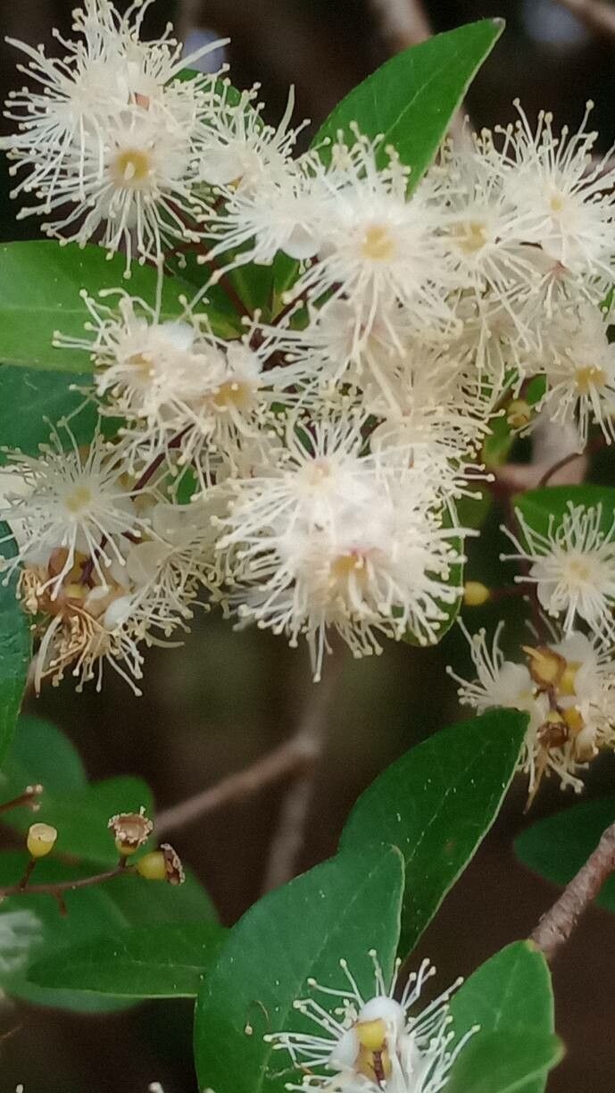 Myrcia selloi flower