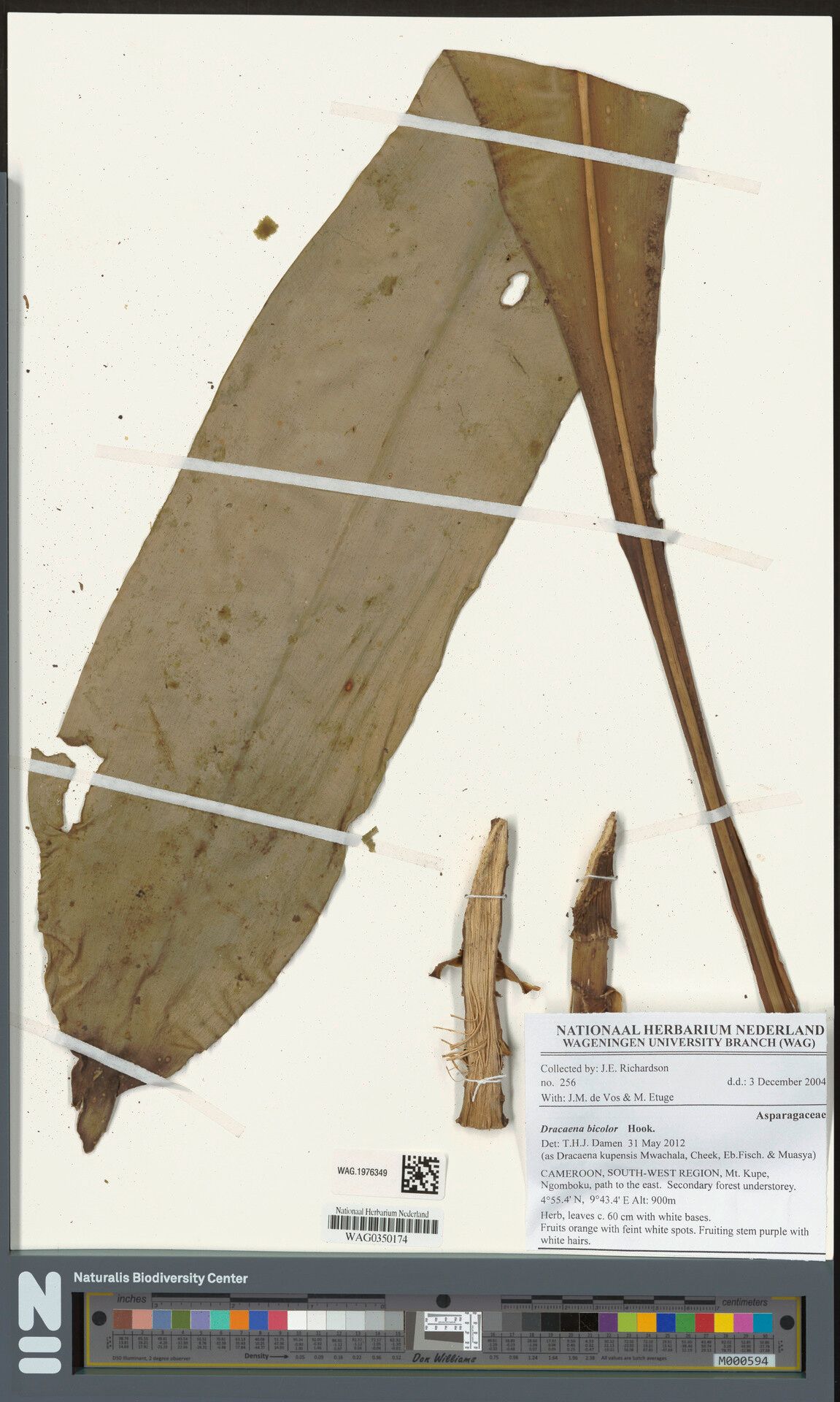 Dracaena kupensis — search result for 'Dracaena'