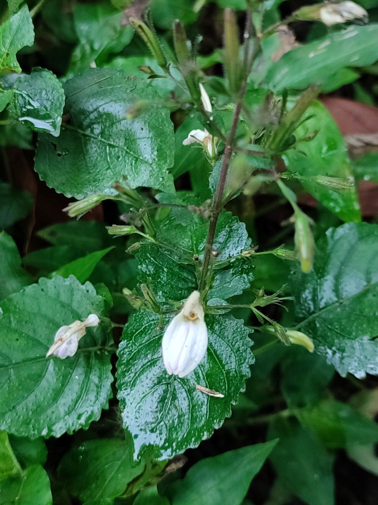 Brillantaisia vogeliana flower