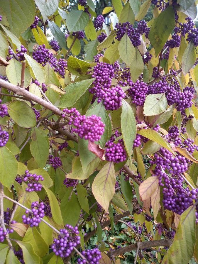 Callicarpa giraldii fruit