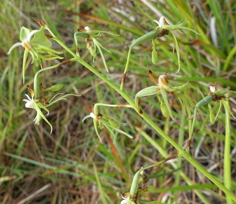 Habenaria genuflexa — houseplant care guide