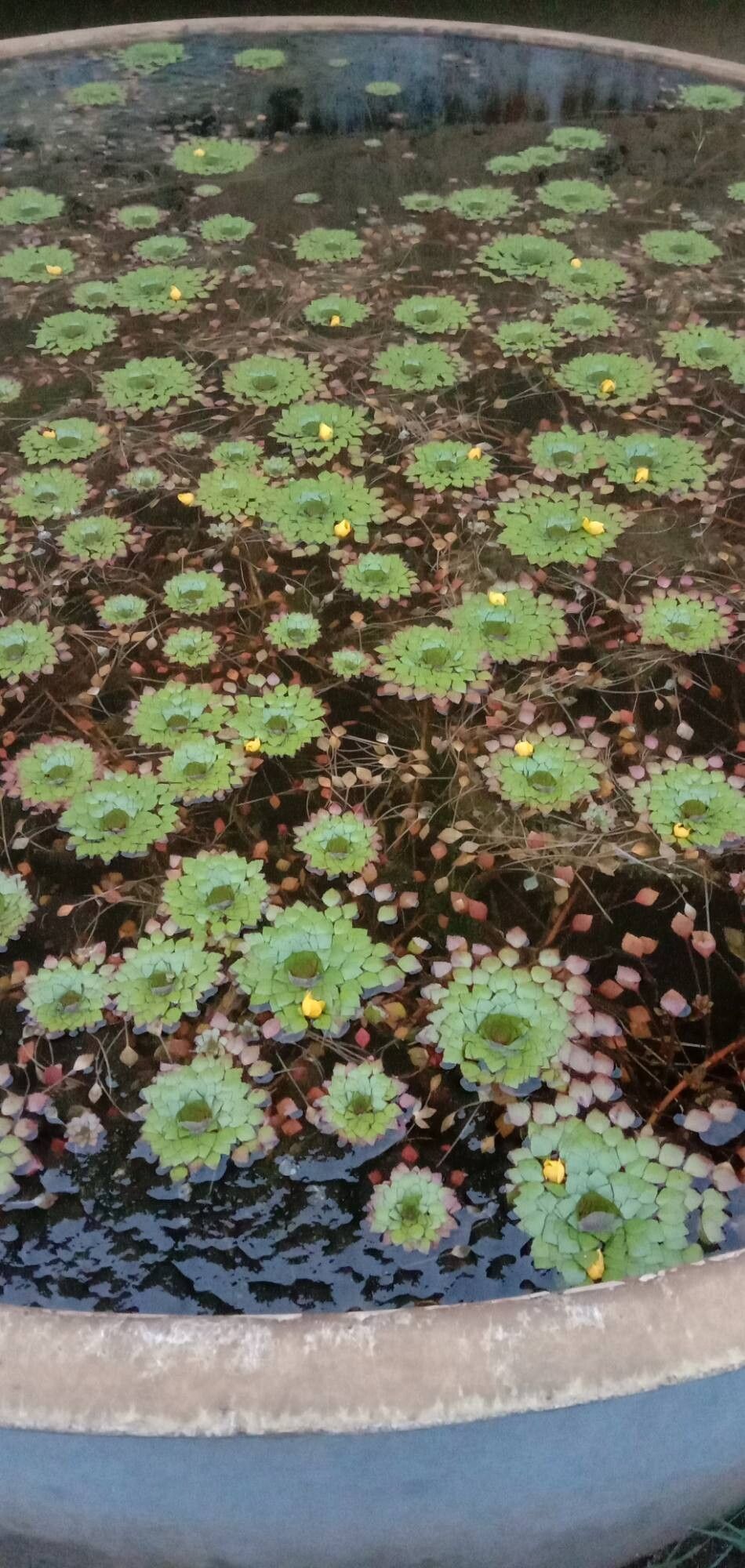 Ludwigia sedoides habit