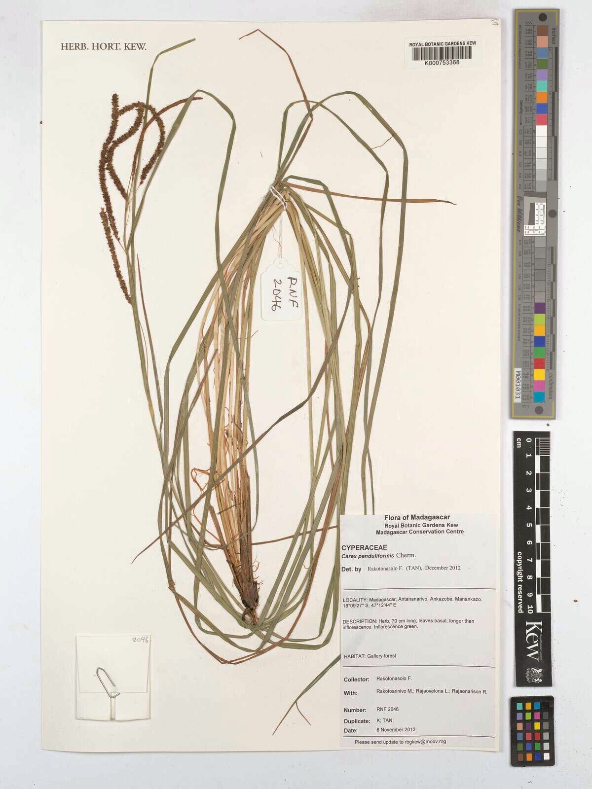 Carex penduliformis — houseplant care guide