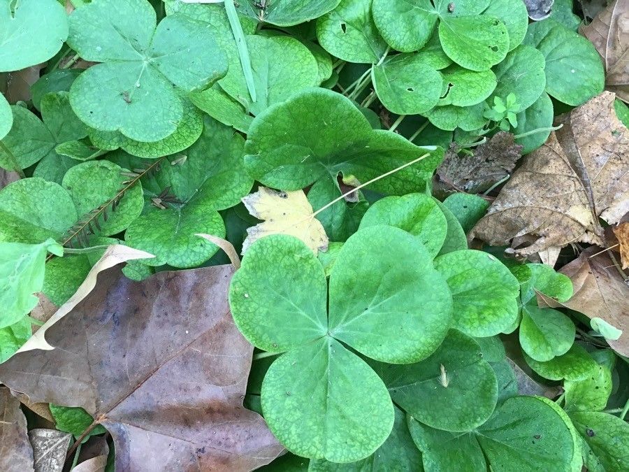 Oxalis deppei — search result for 'Oxalis'