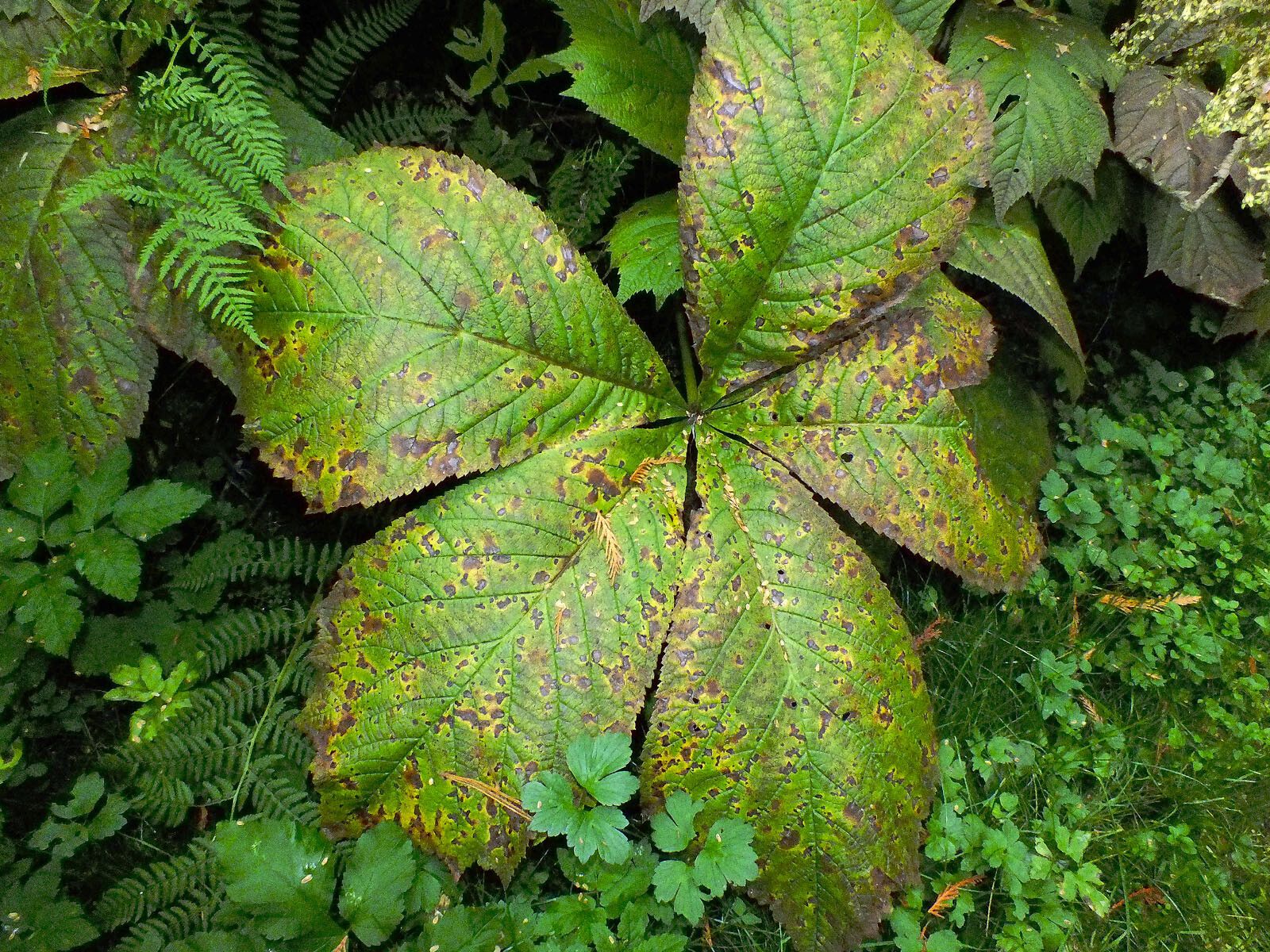 Rodgersia podophylla leaf