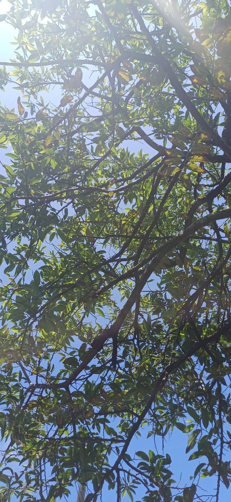 Annona × atemoya leaf