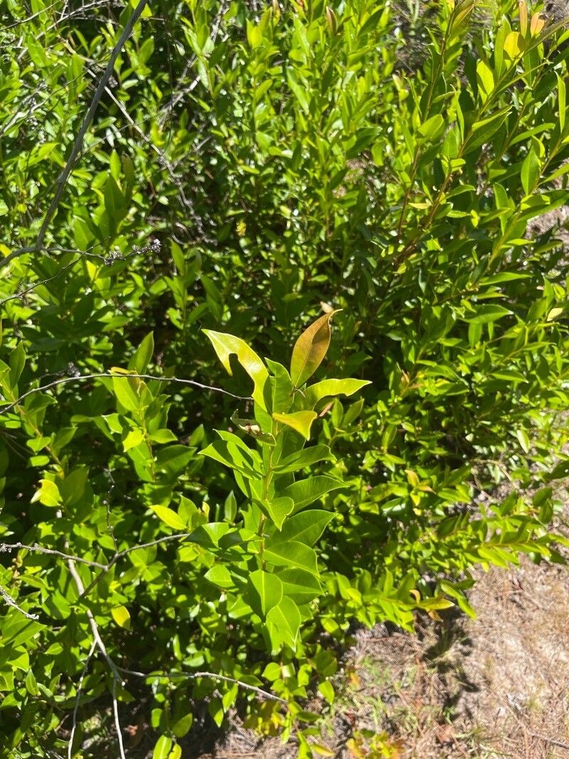 Lyonia lucida — related species from the same genus