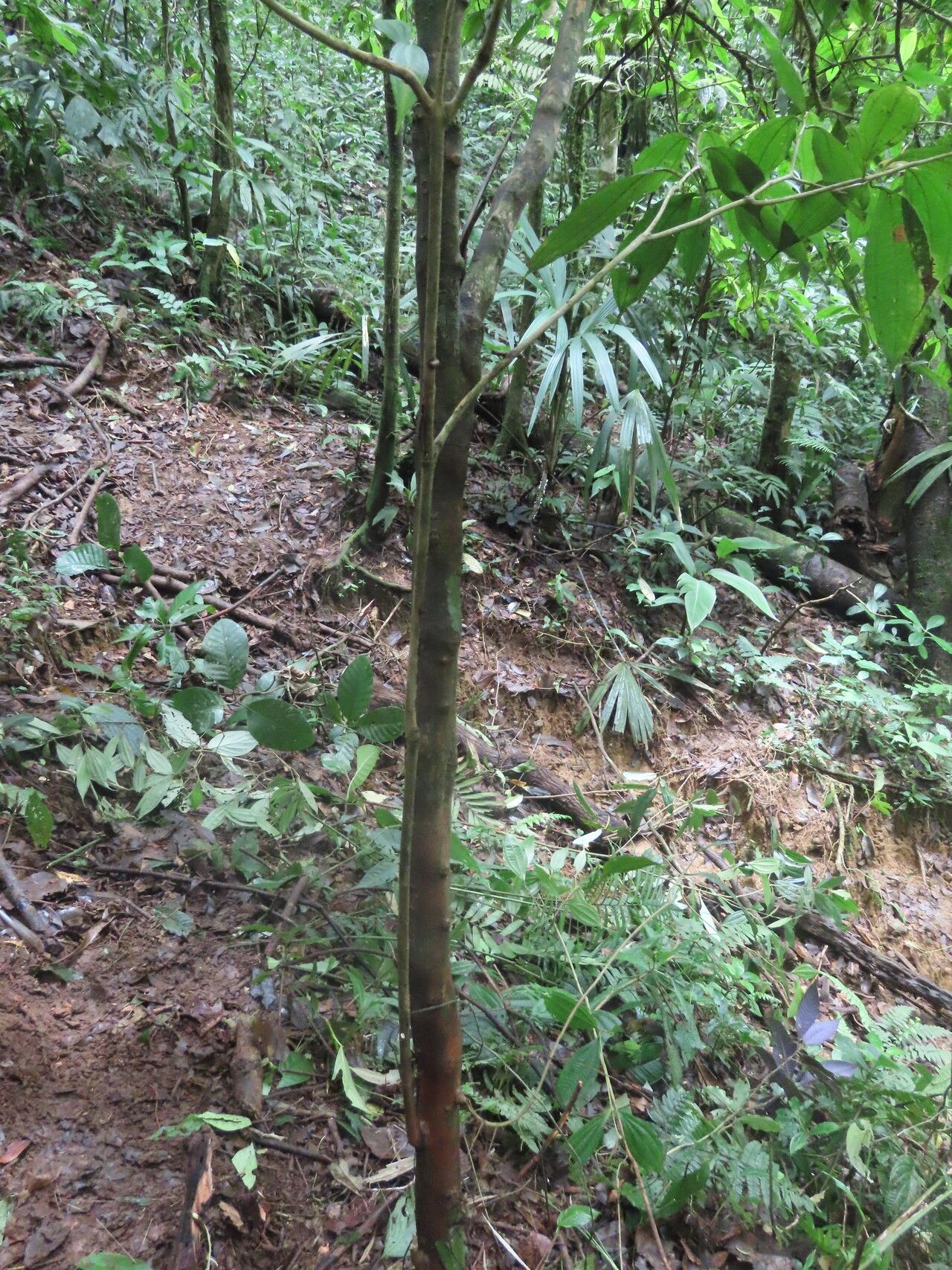 Miconia silviphila habit