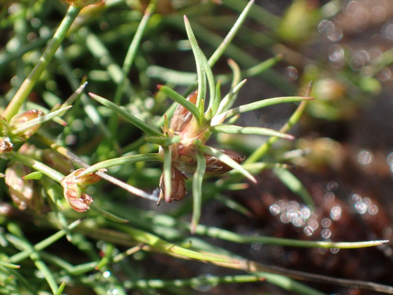 Juncus bulbosus — search result for 'Iceland'