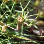 Juncus bulbosus