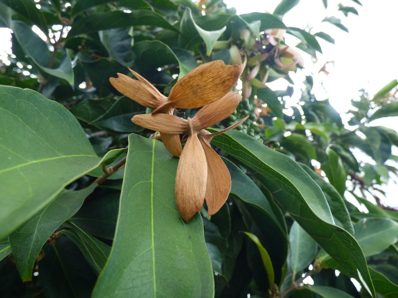 Hiptage benghalensis fruit