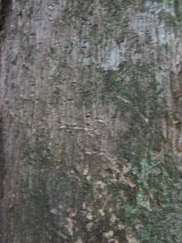 Miconia Tschudyoides bark