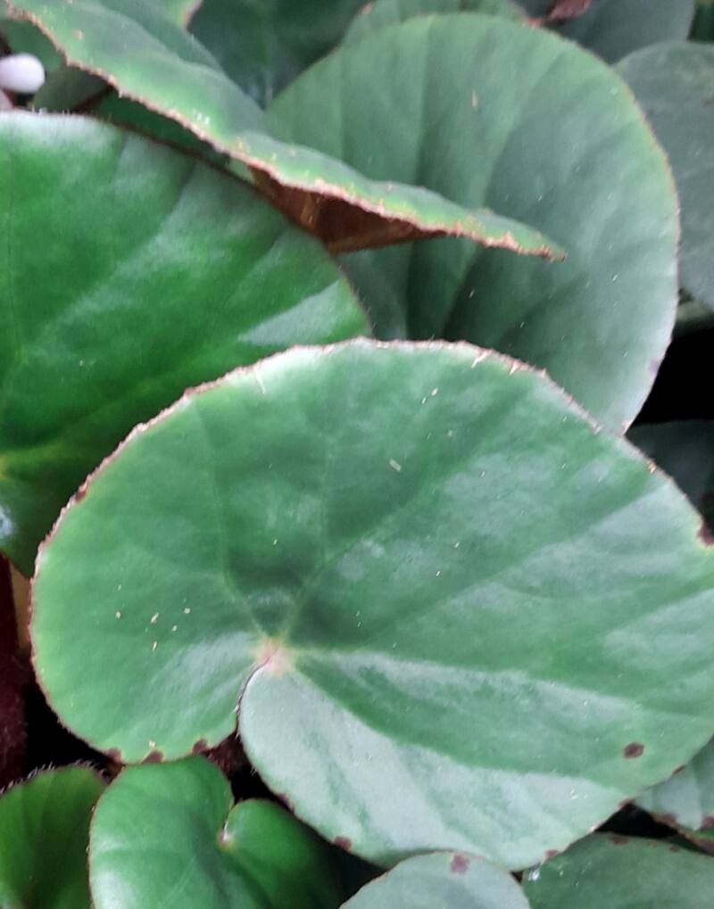 Begonia hughesii — houseplant care guide