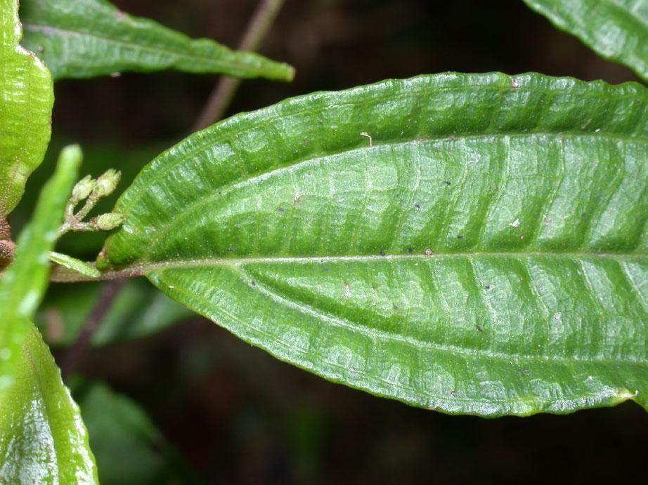 Miconia grayumii — search result for 'Miconia'