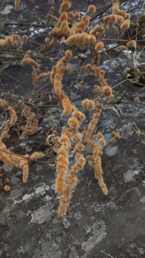 Cyathula uncinulata fruit