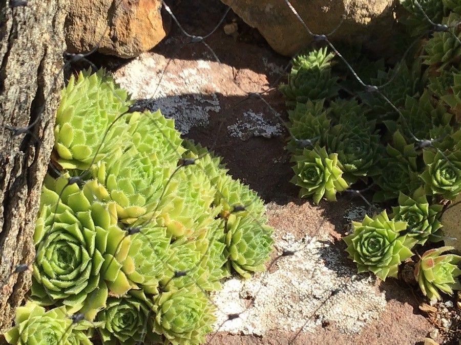 Sempervivum × giuseppii leaf
