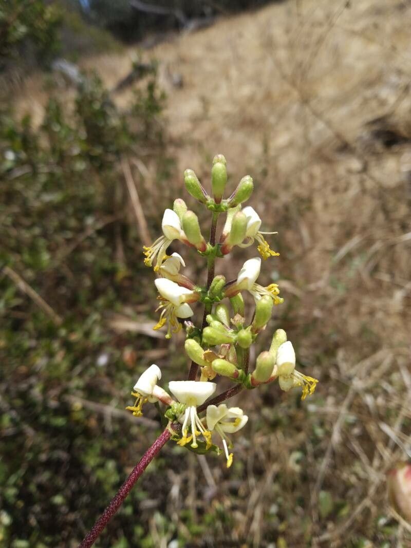 Lonicera interrupta — search result for 'Lonicera'
