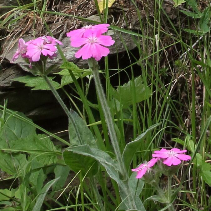 Lychnis flos-jovis flower