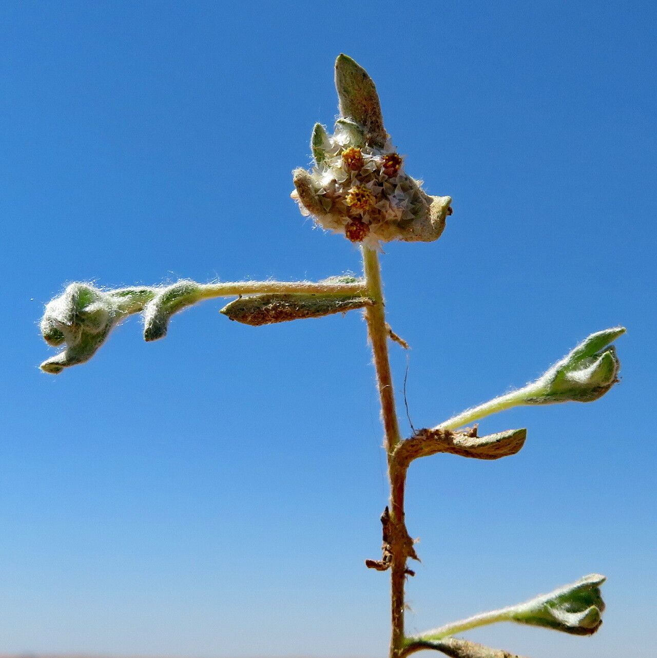 Helichrysum candolleanum flower