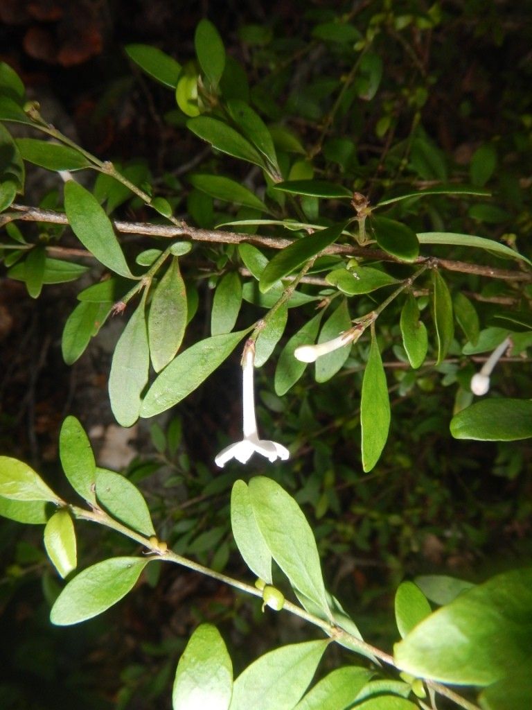 Psychotria lycioides habit