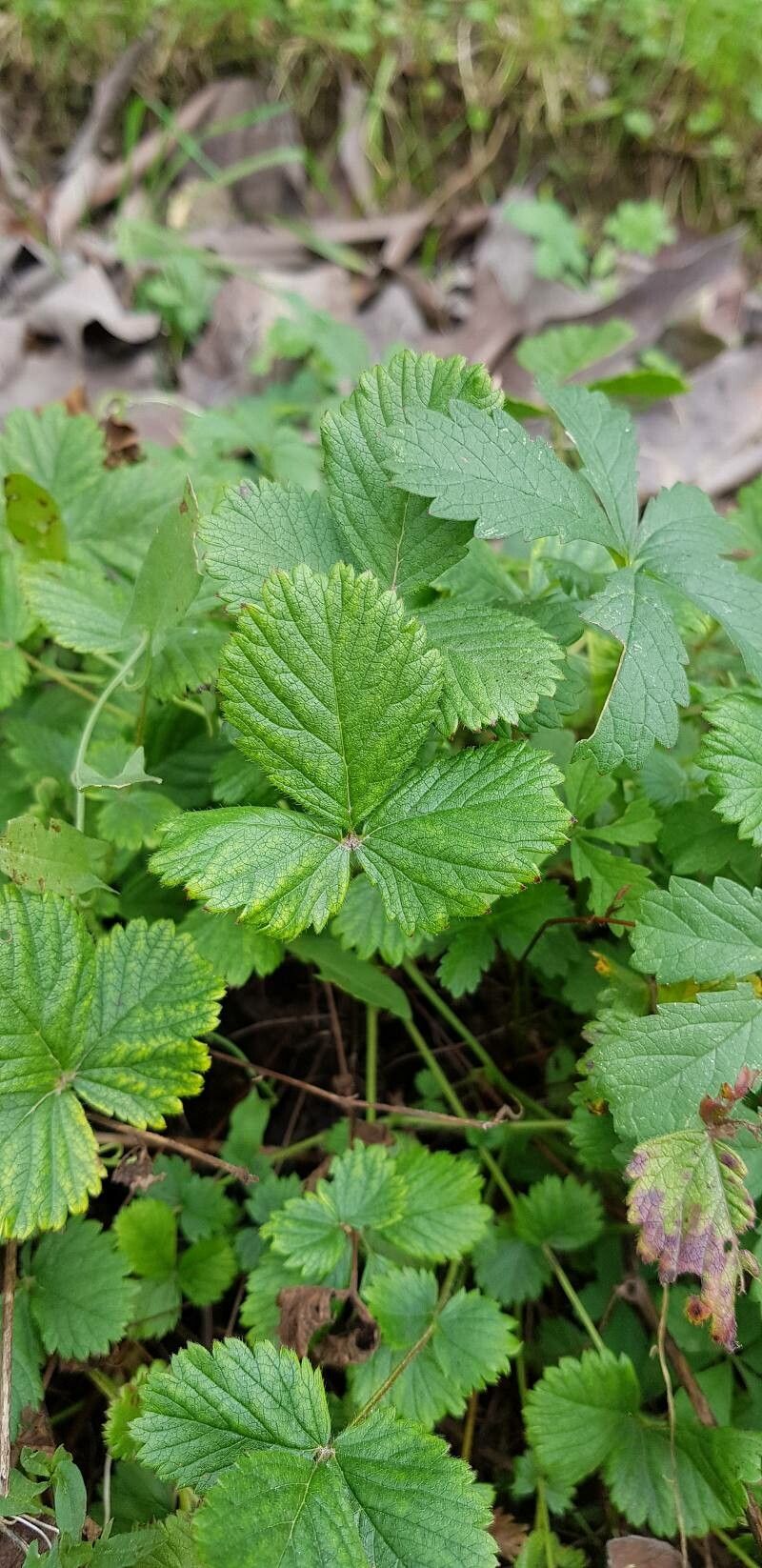 Drymocallis rupestris — search result for 'Eurasia'