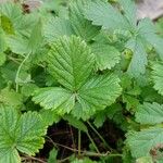 Drymocallis rupestris