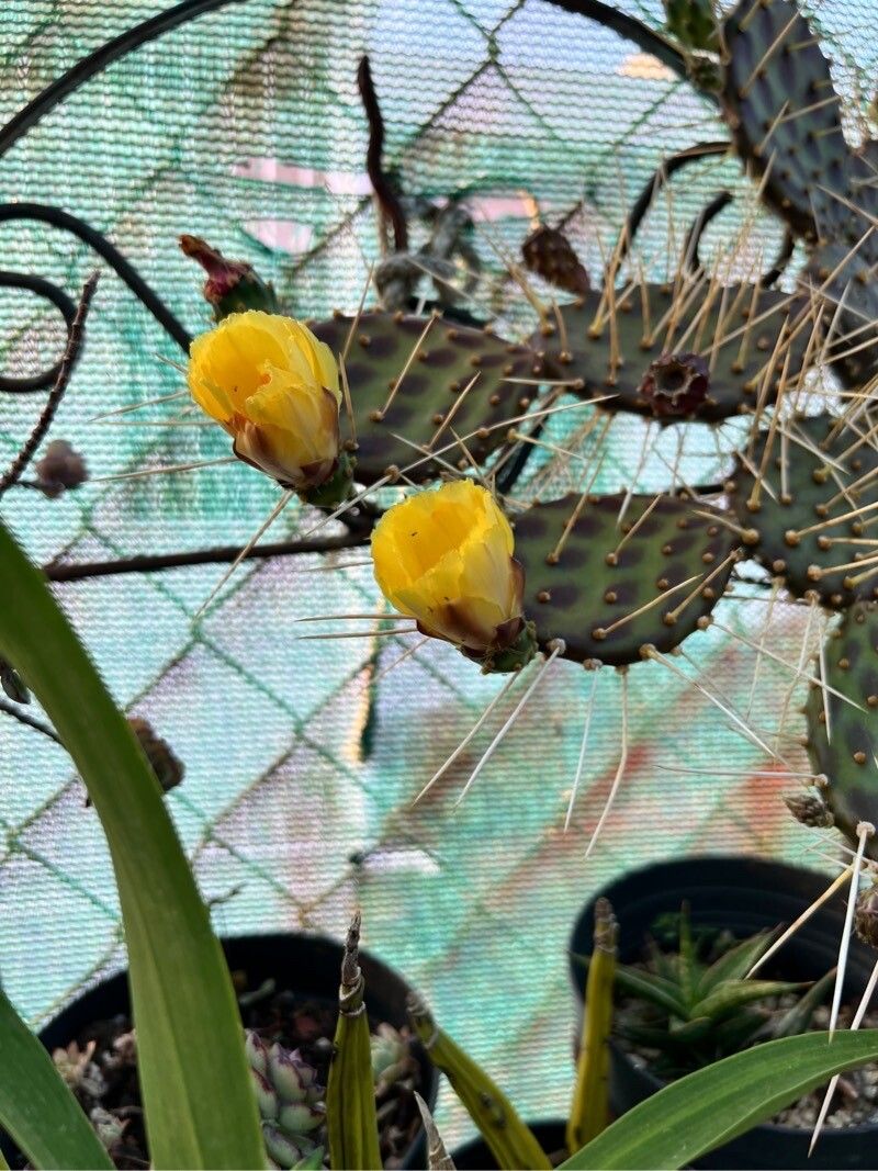 Opuntia decumbens flower