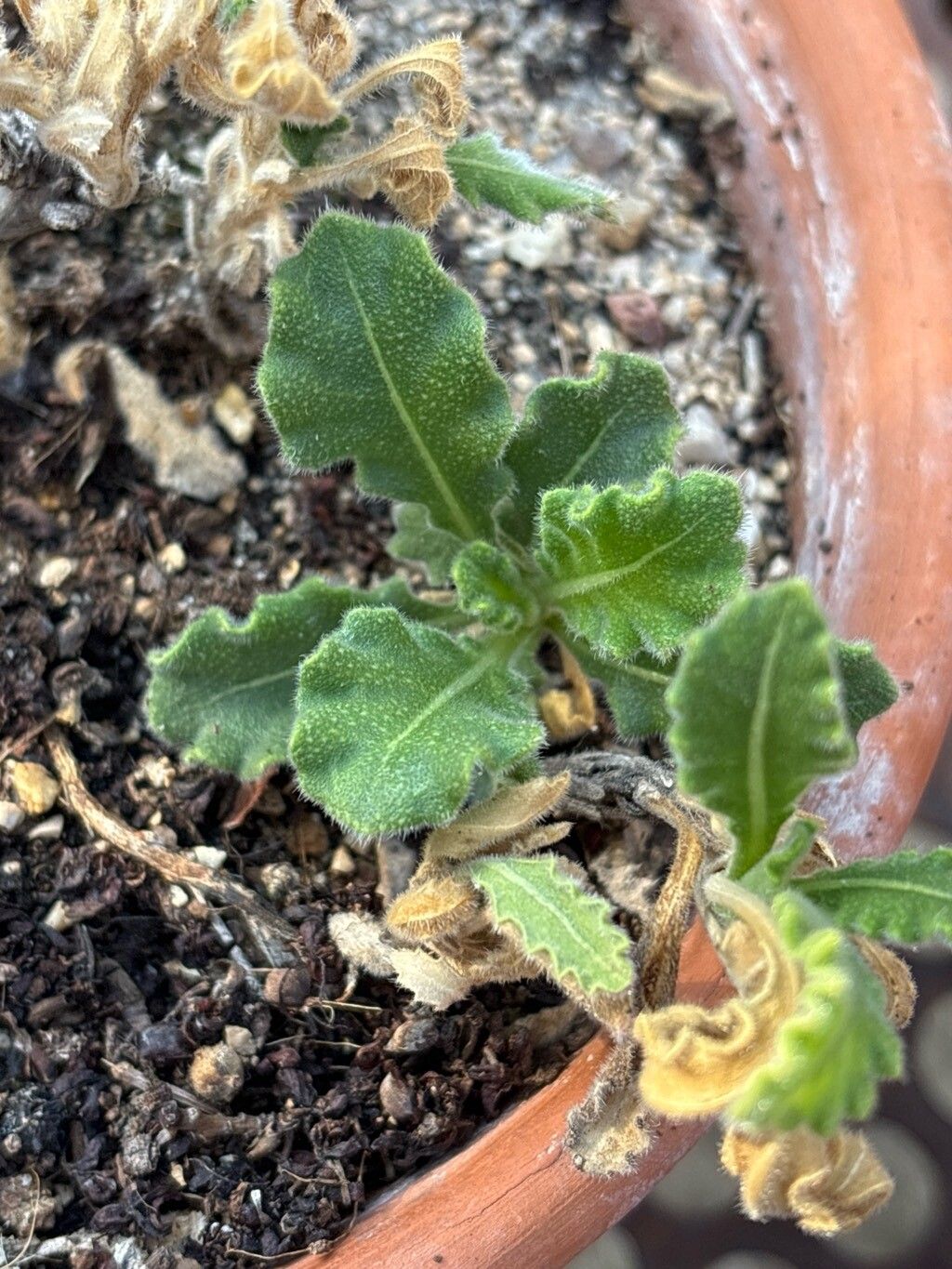 Biscutella atlantica — related species from the same genus