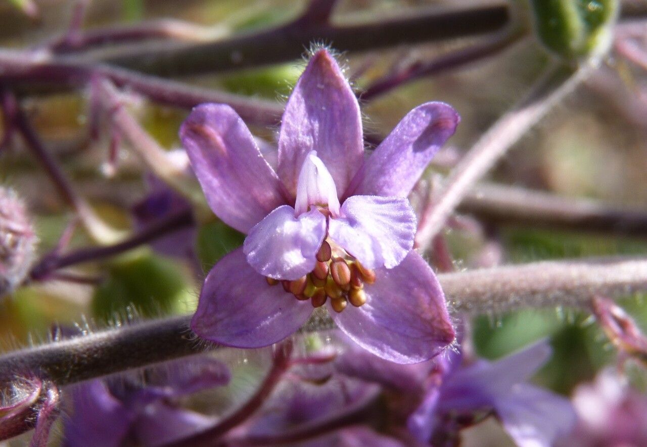 Staphisagria macrosperma flower