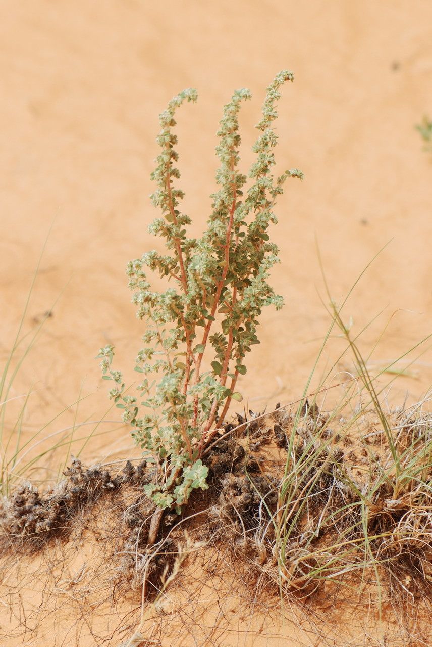 Euphorbia scordiifolia habit