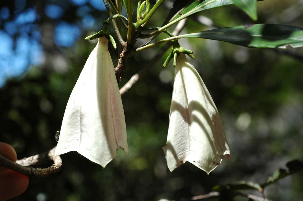 Thiollierea rigaultii fruit